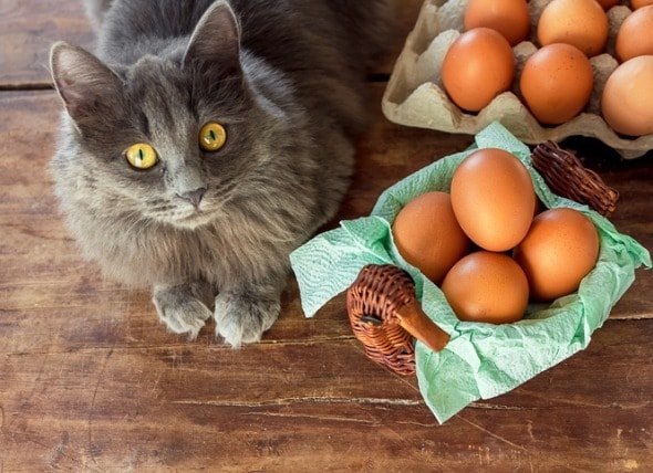 Can Cats Eat Eggs? Are Scrambled or Raw Eggs Good for Cats ...