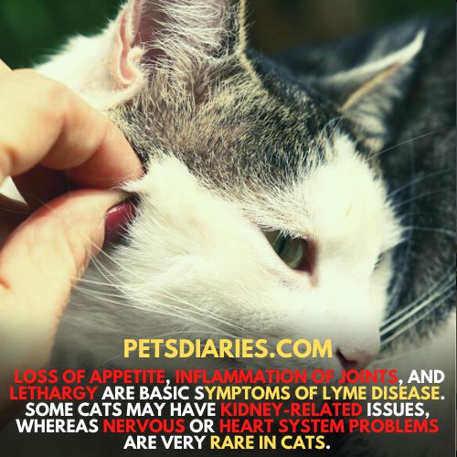 Can Cats Get Lyme Disease? Treat Lyme Borreliosis In Cats ...