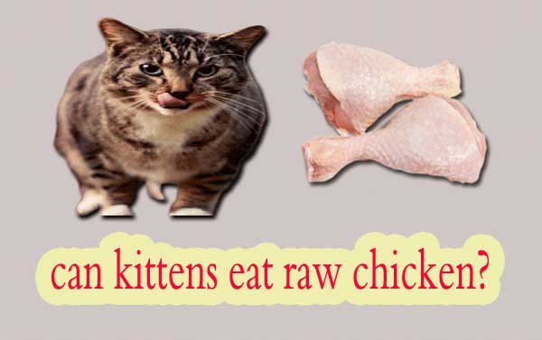Can kittens eat raw chicken safely?