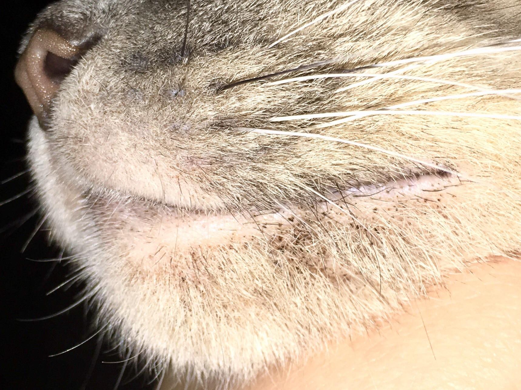 Can someone tell me if this is cat acne on my cats chin ...