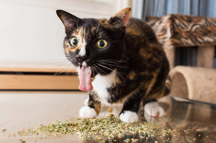 Can You Give Kittens Catnip?