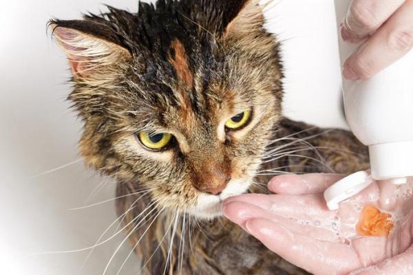 Can You Use Dog Shampoo on a Cat?
