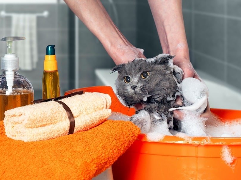 Can You Use Human Shampoo on Cats? What You Should Know ...