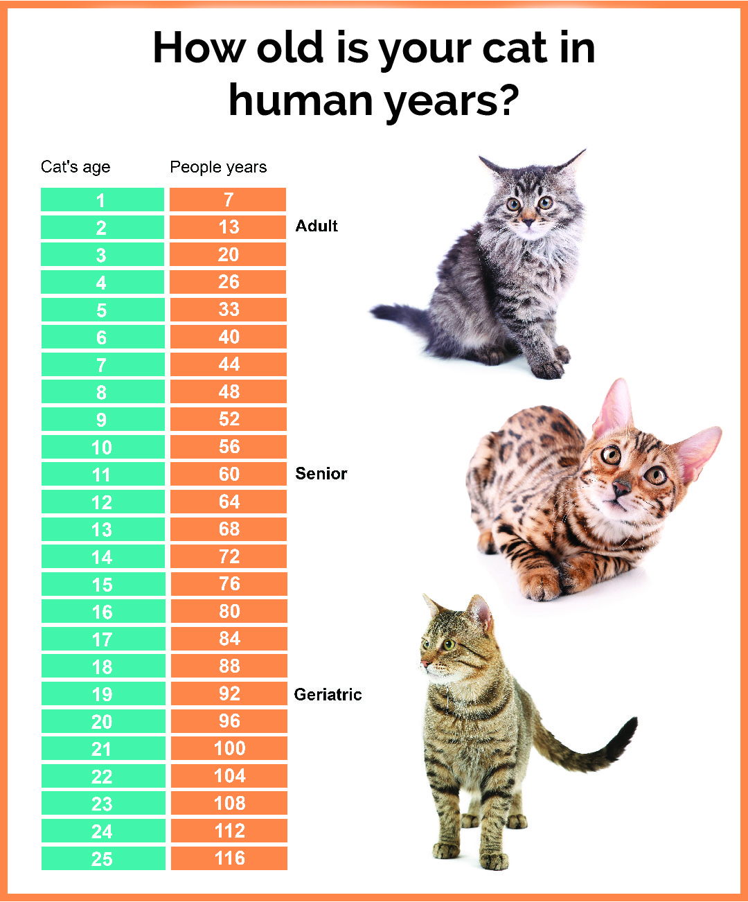 cat age chart