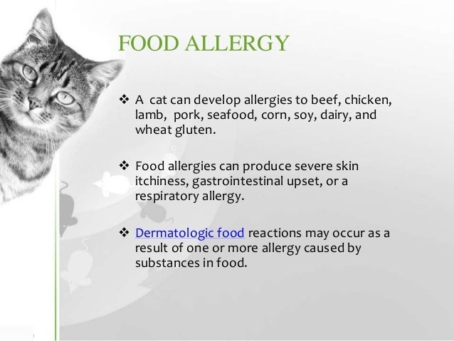 Cat Allergies  Symptoms, Diagnosis, Treatment &  Prevention