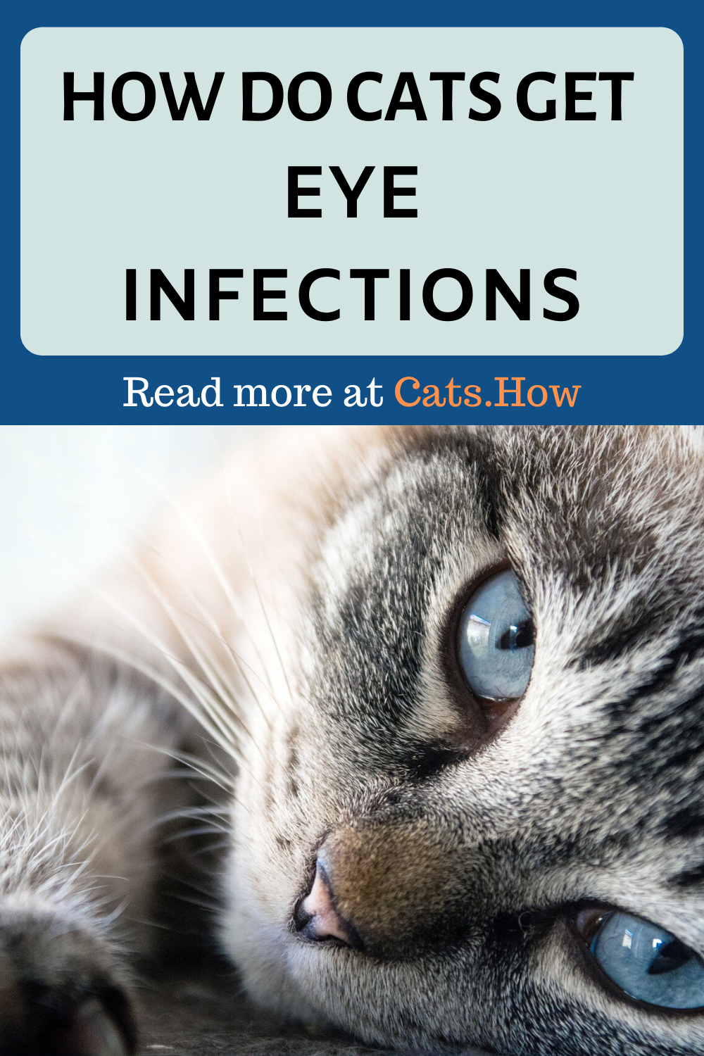 Cat Eye Infection And Sneezing