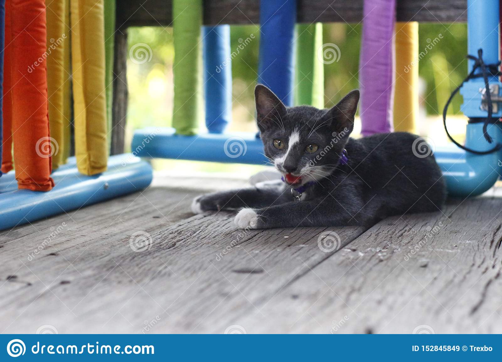 Cat have heat stroke stock image. Image of heat, have ...