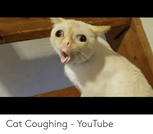 Cat Is Coughing