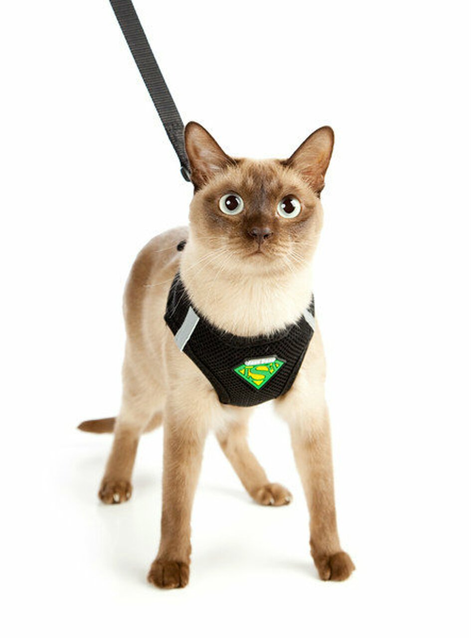 Cat Leash and Harness