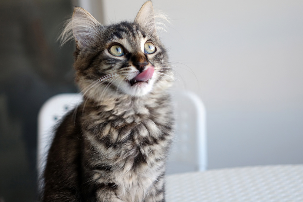 Cat Licking: Why does my cat lick me?