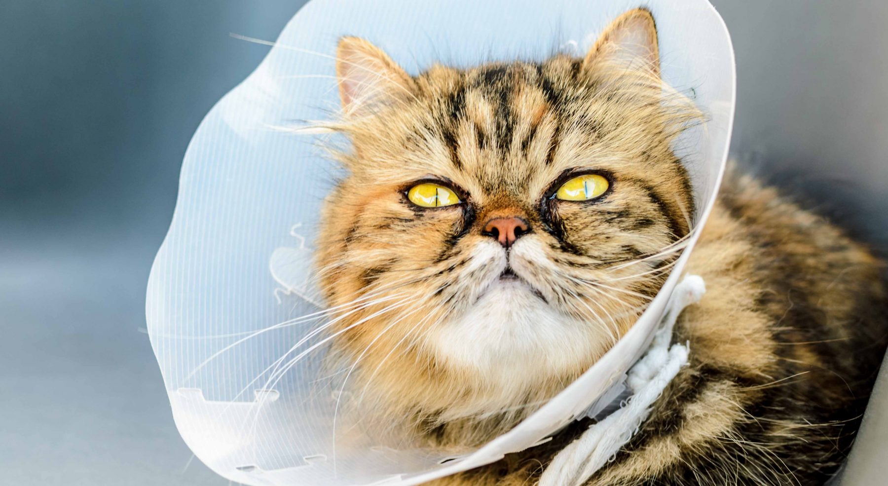 Cat Neutering and Spaying
