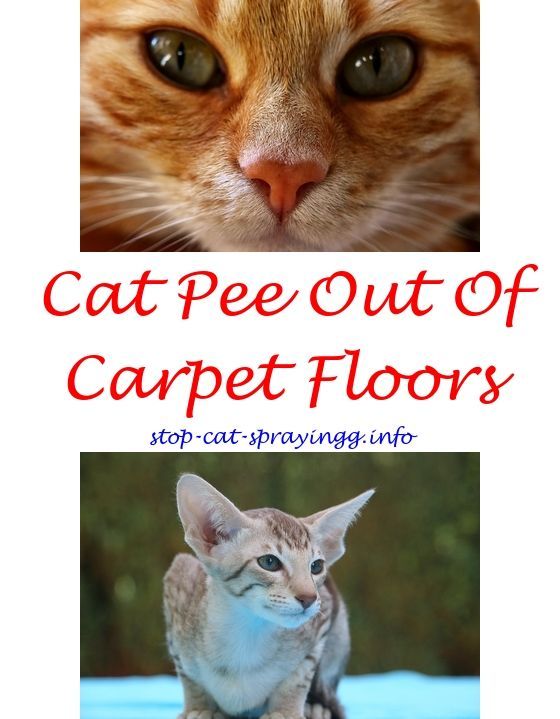 cat pee cleanses spray that kills cat fleas fast