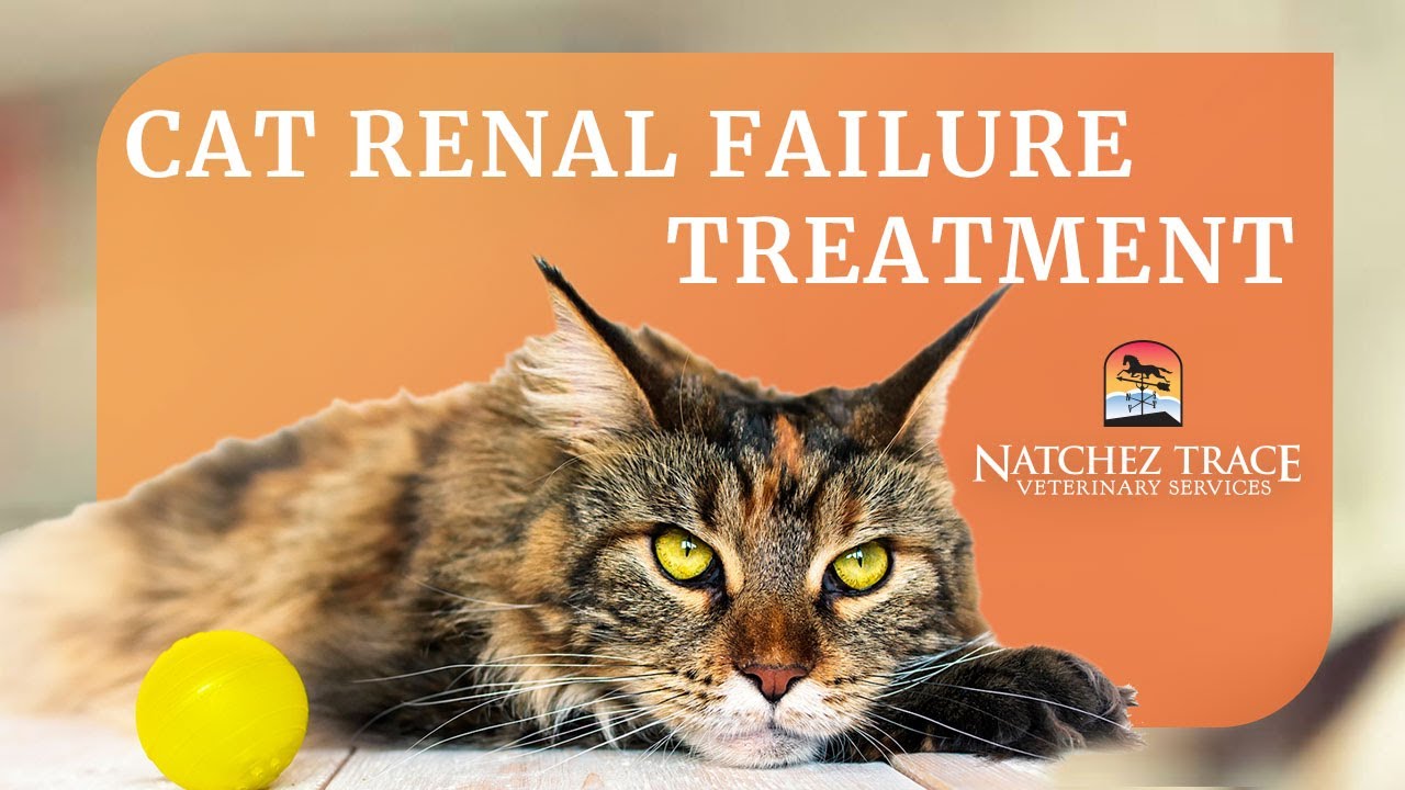 Cat Renal Failure Treatment at Natchez Trace Veterinary ...