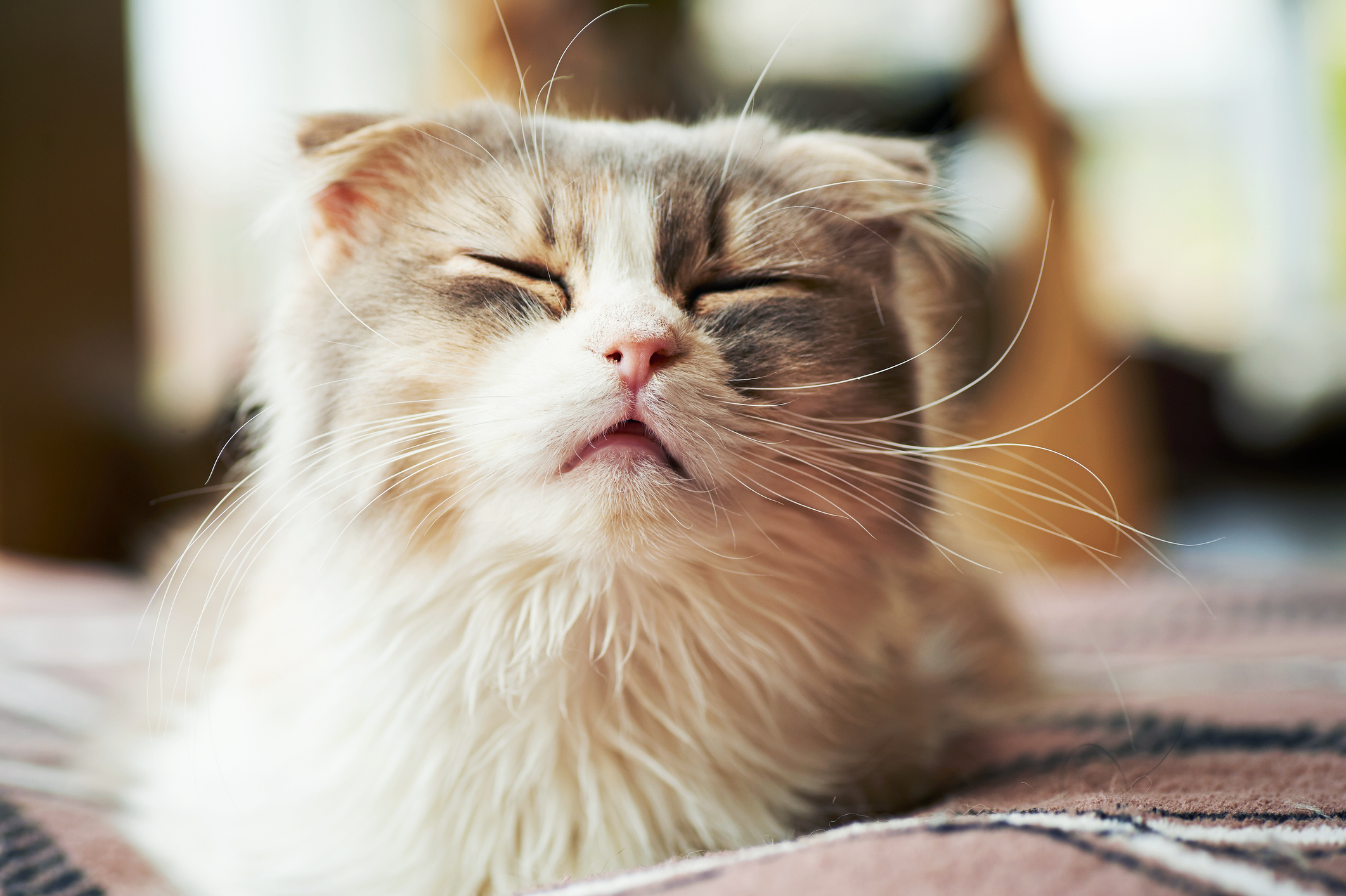 Cat Sneezing: why is my cat sneezing, cat sneezing?