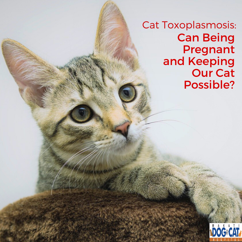 Cat Toxoplasmosis: Can Being Pregnant and Keeping Our Cat ...