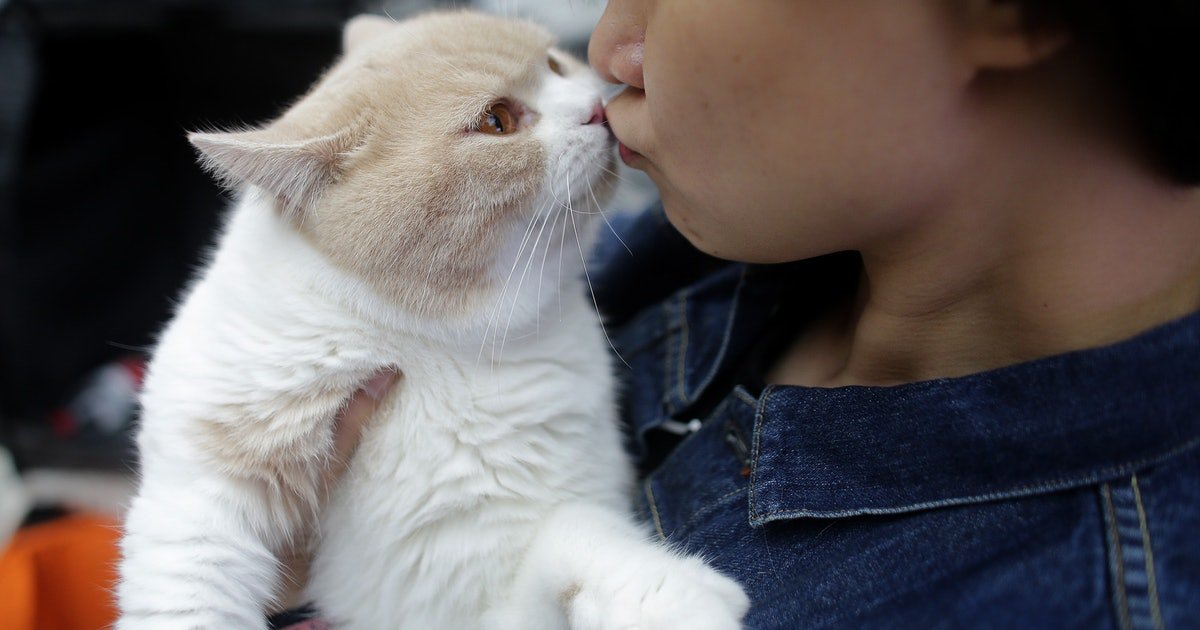 Cats On Diets Become More Affectionate, According To A New ...