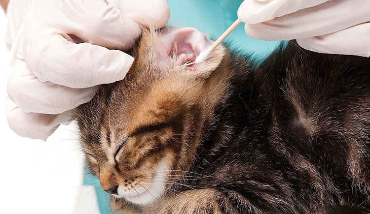 Clean Your Cats Ears: When, Why And How To Do It Properly ...