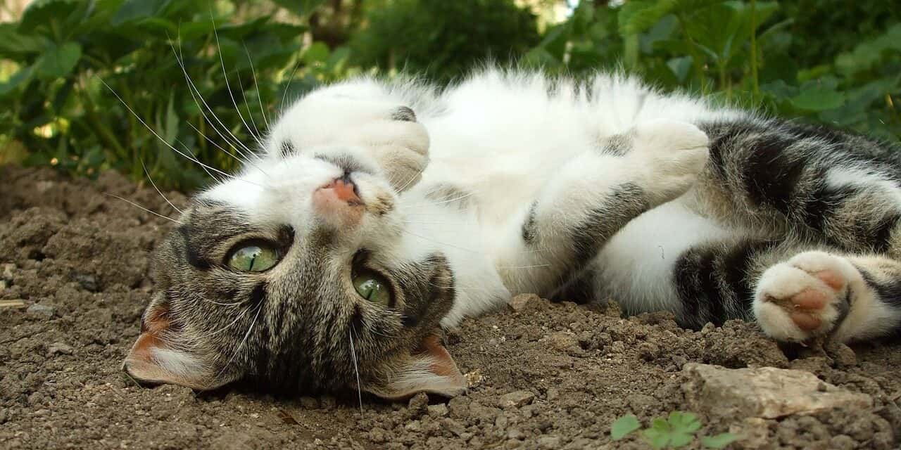 CRAZY CATS? WHY DO CATS ROLL IN DIRT?
