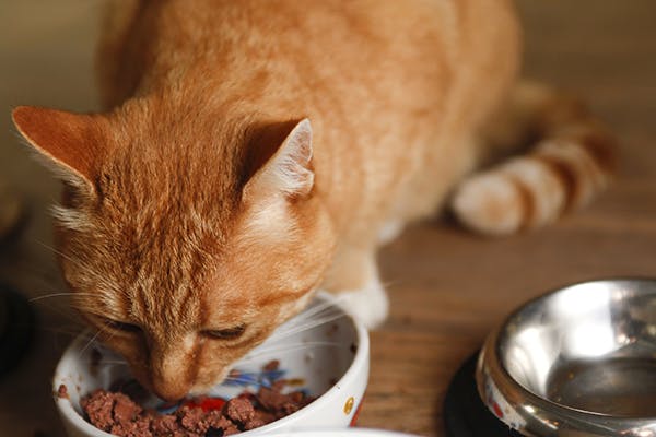 Do Cats Lose Their Appetite As They Get Older