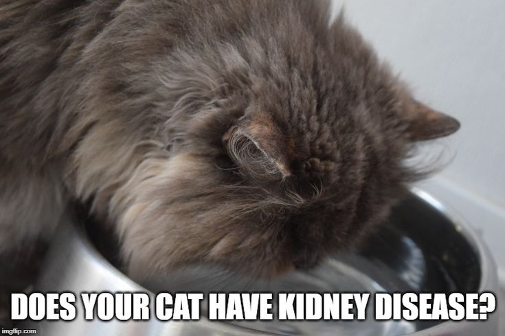 Does you cat suffer from kidney disease? Do you know the ...