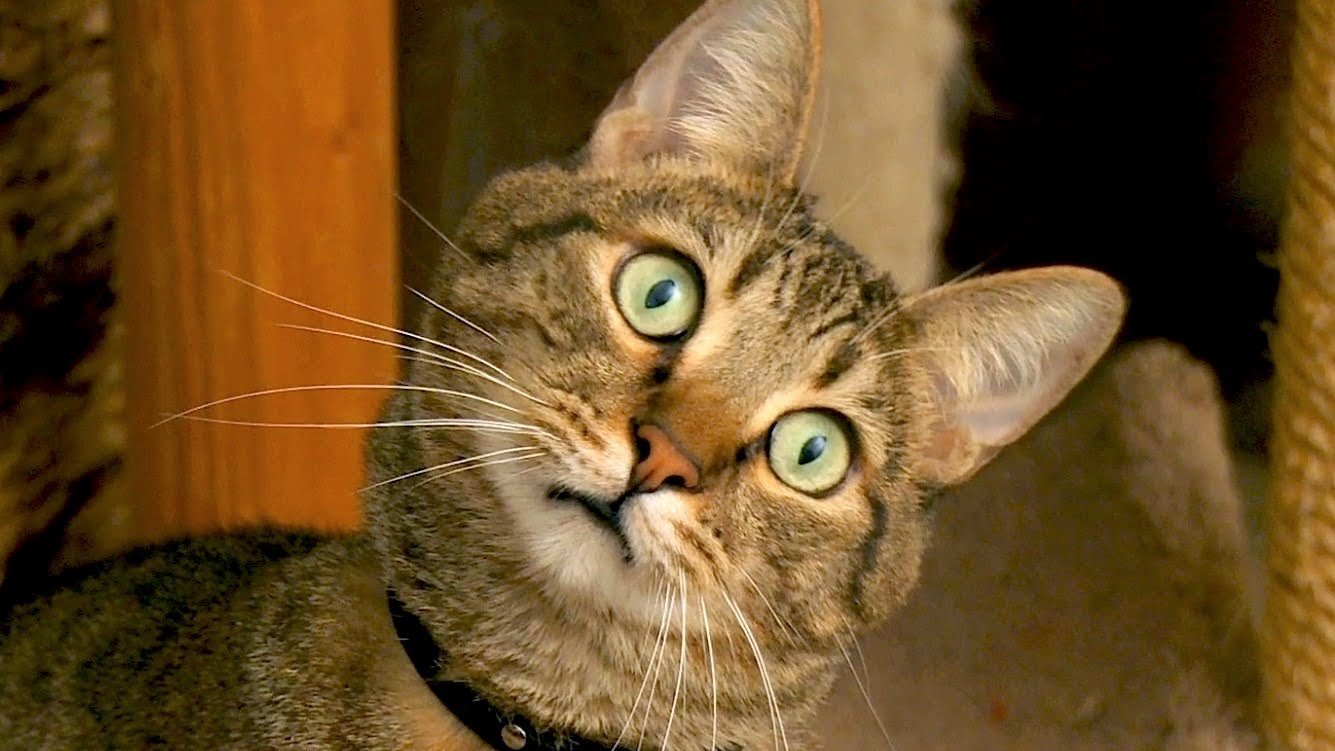 Does Your Cat See Ghosts? Why Your Pet Stares Into Space