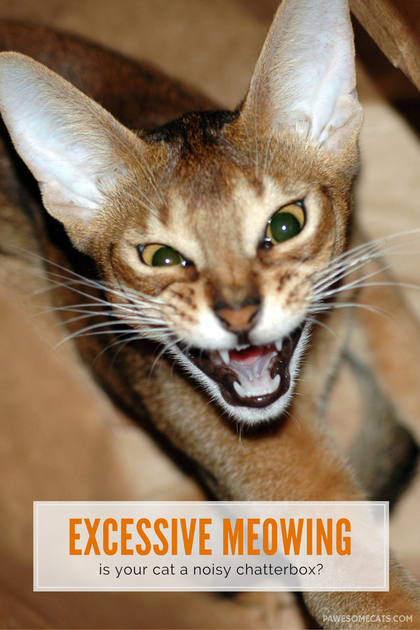 Excessive Meowing and What it Means