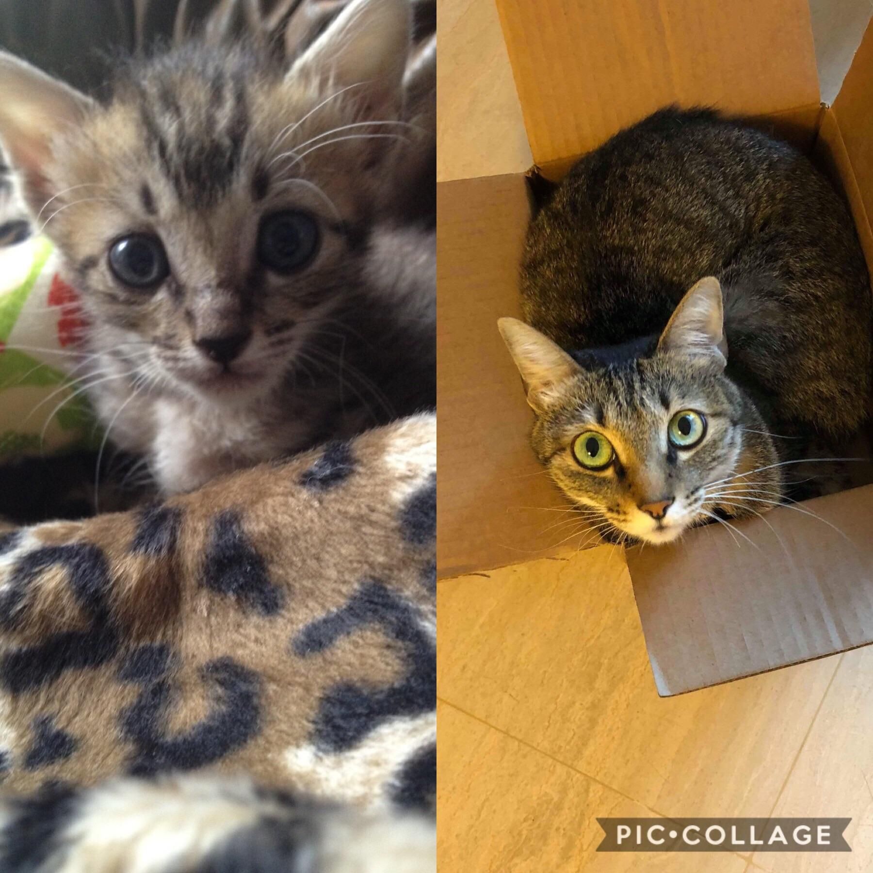 Few weeks old to 7 years old still evil and cute