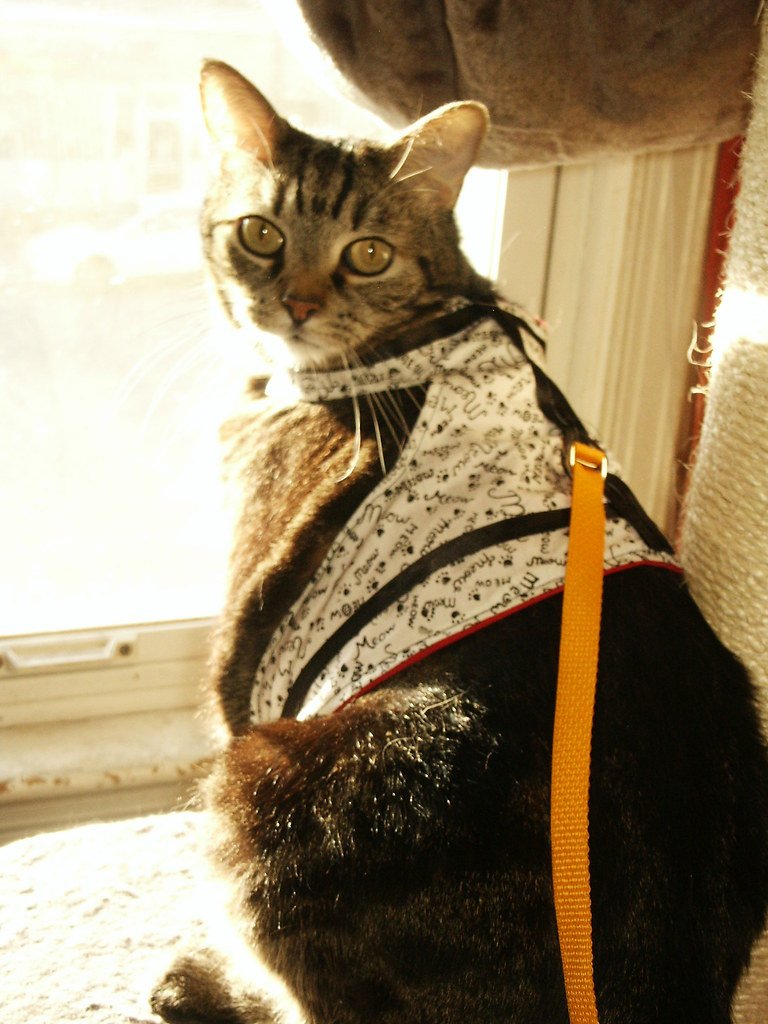 homemade cat harness