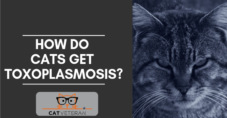How Do Cats Get Toxoplasmosis (AND What You Need to Know!)