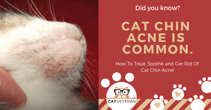 How Do You Get Rid of Cat Acne? (Treatments, Causes ...
