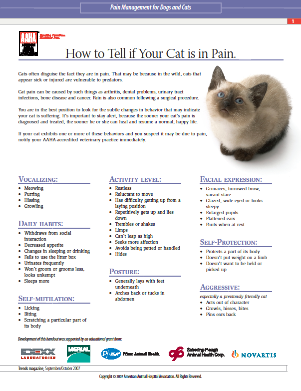 How Do You Know A Cat Is In Pain