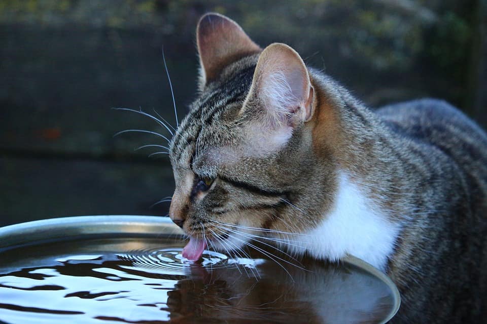 How Long Can a Sick Cat Go Without Water