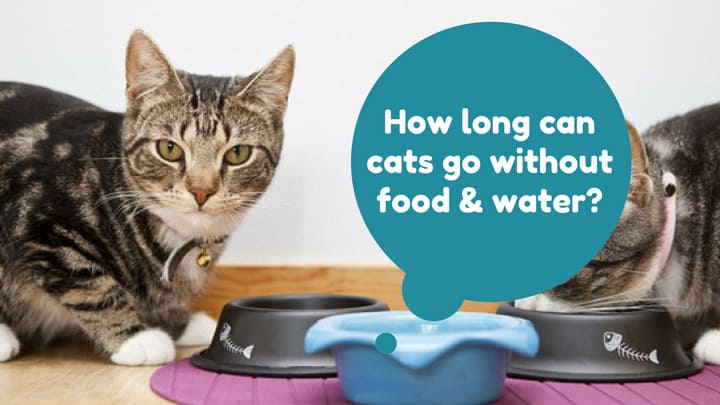 How Long Can Cats Live Without Food and Water?