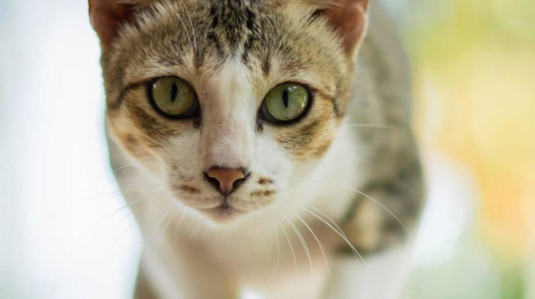 How Long Do Cats Live? 3 Factors That Affect A Catâs Lifespan