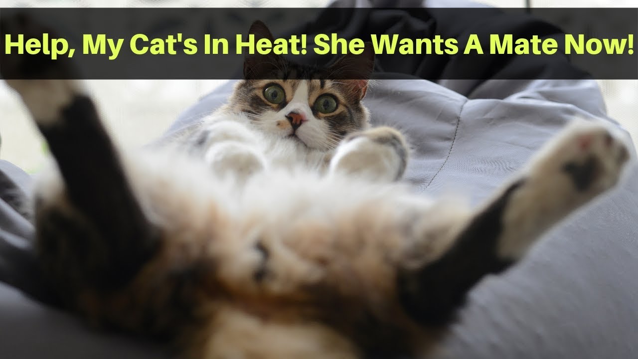 How Long Does A Cat Stay In Heat