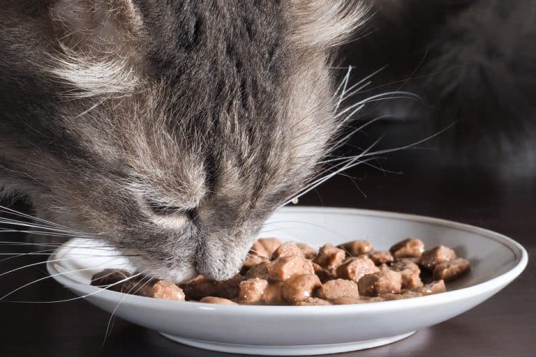How Long Does It Take For A Cat To Digest Food?