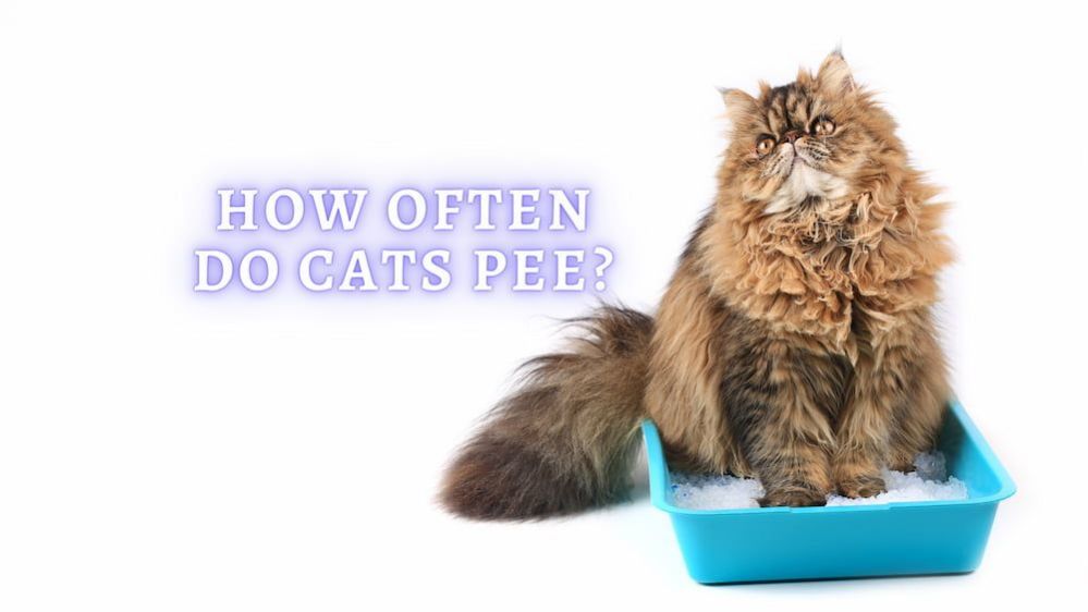 How Often do Cats Pee: How many times a Day should a Cat Pee?