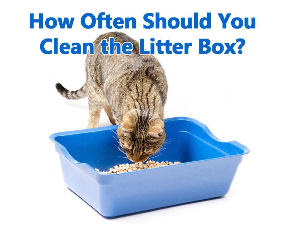 How Often Should You Clean The Litter Box?