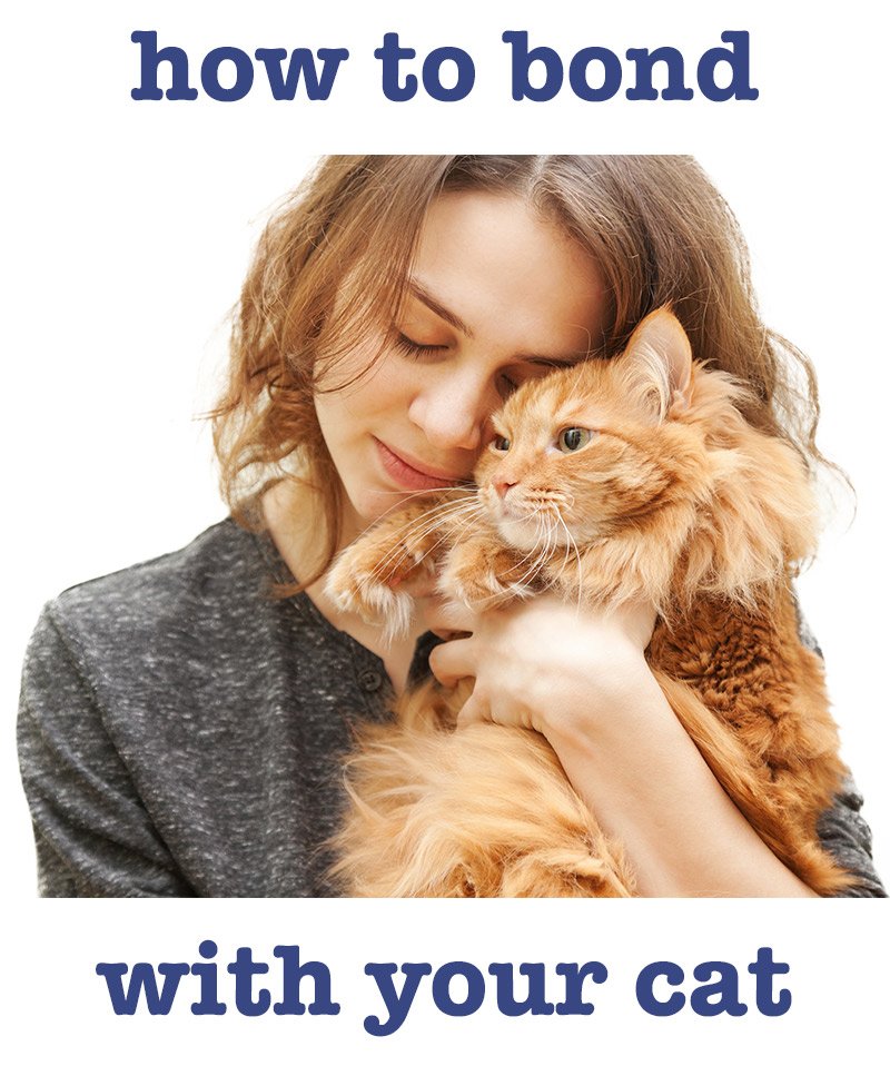 How To Bond With Your Cat