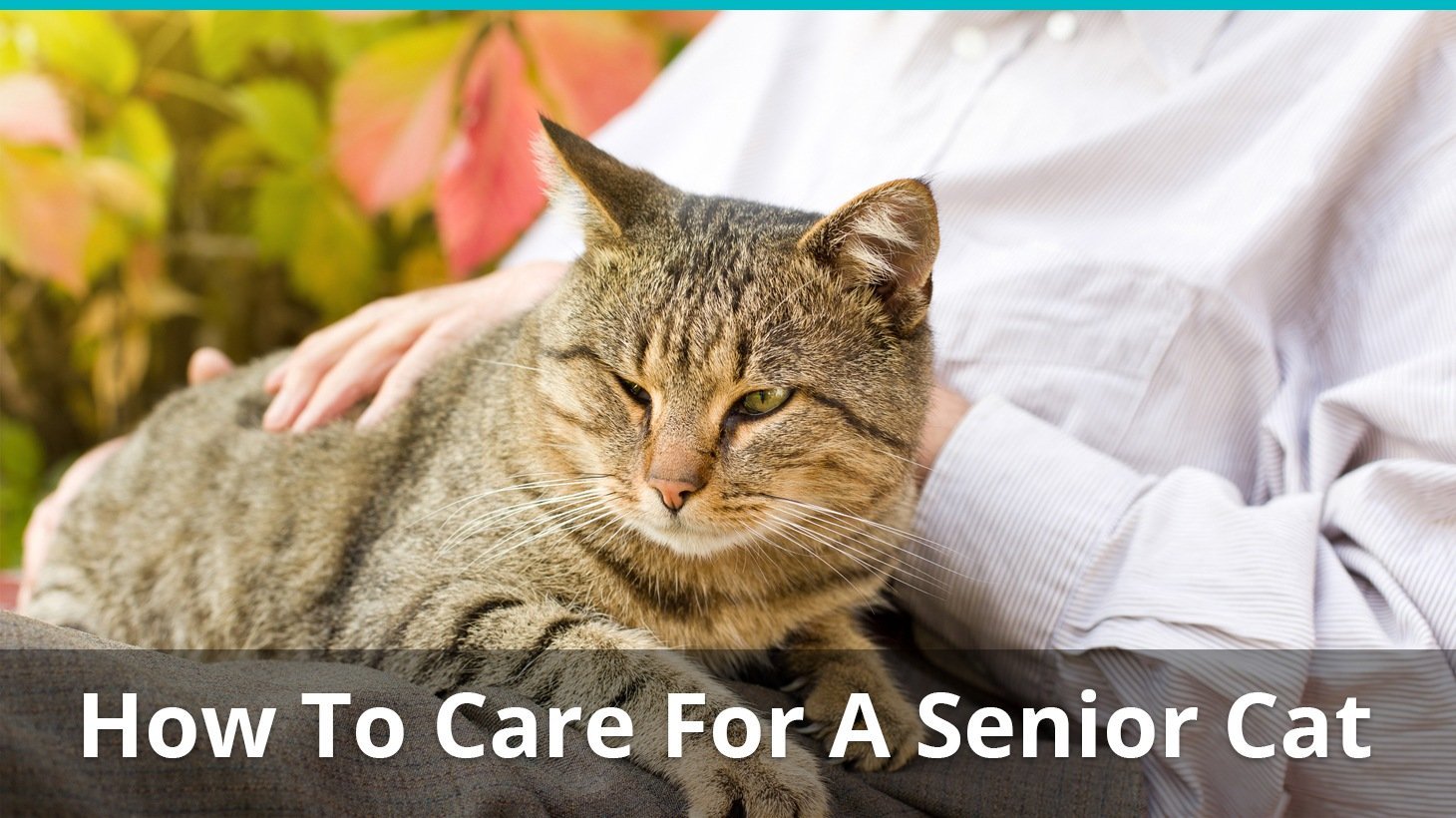 How To Care For Your Senior Cat As She Hits Old Age
