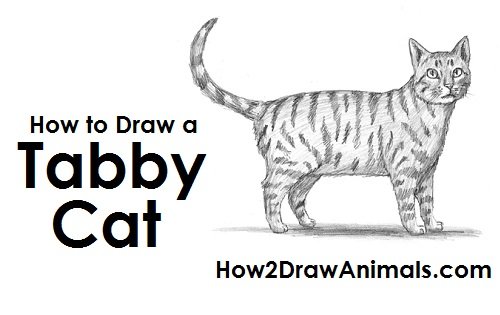 How to Draw a Cat (Tabby)