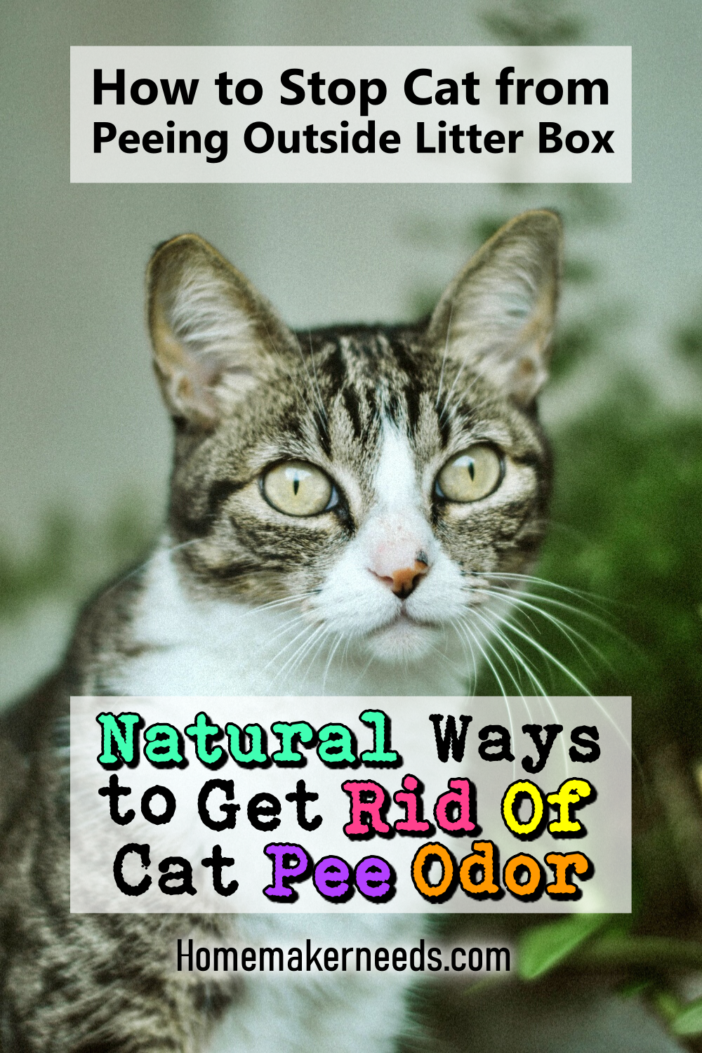 How To Get Rid Of Cat Urine Odor In House