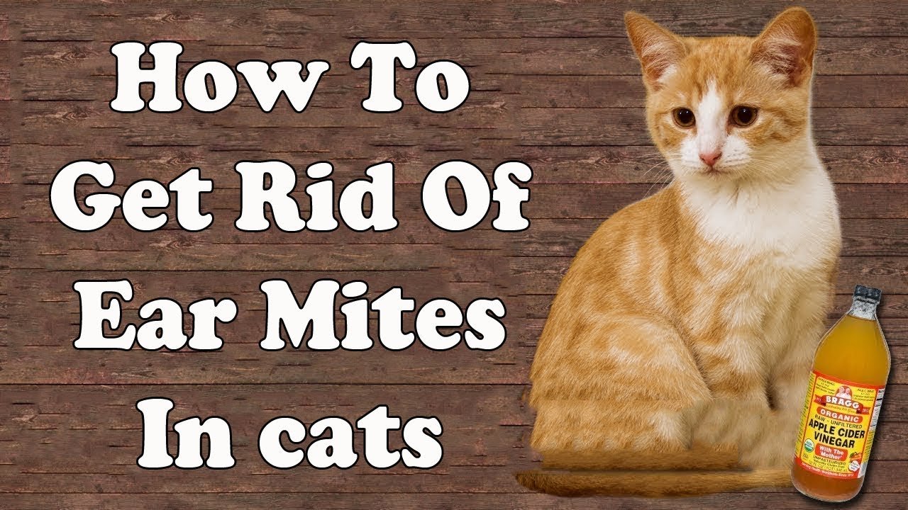 How To Get Rid of Ear Mites in Cats