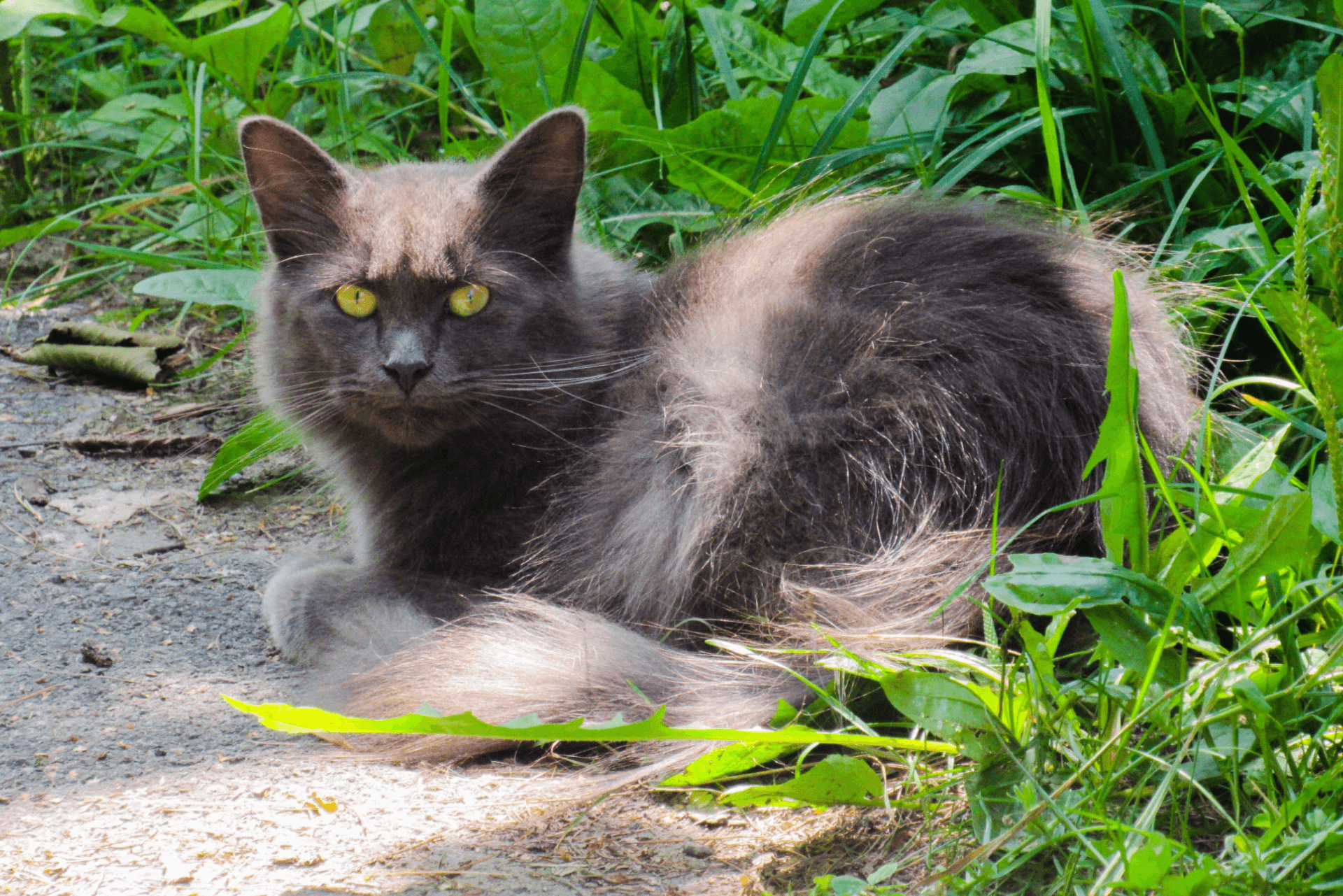 How To Get Rid of Feral Cats? Try These 5 Best Solutions ...