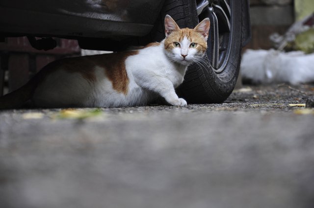 How to Get Rid of Feral Cats Under a House