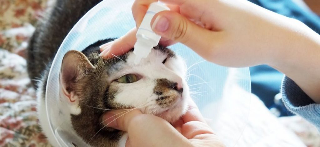 How to Get Rid of Pink Eye in Cats