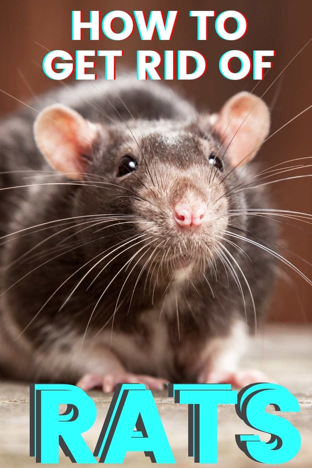 How to Get Rid of Rats Fast
