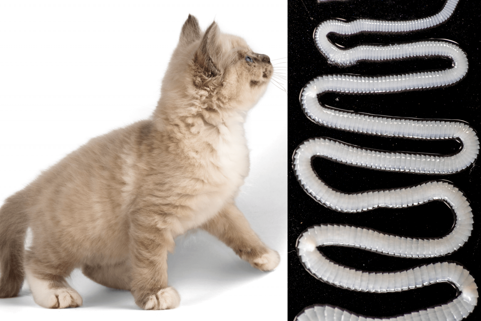 How To Get Rid of Tapeworms in Cats