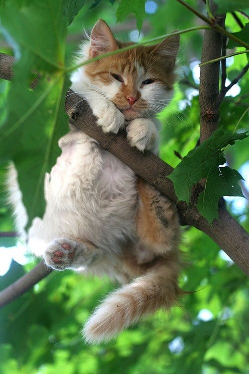 How to Get Your Cat Down Out of a Tree