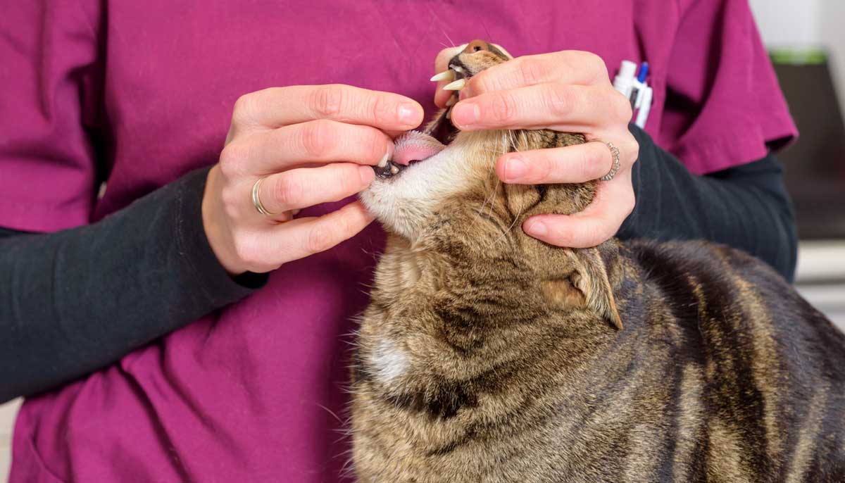 How to Give Pills to a Cat Like a Pro